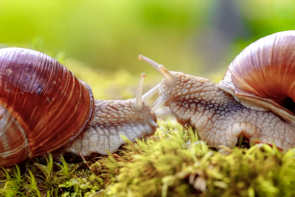 4 Benefits of Snails in the Garden