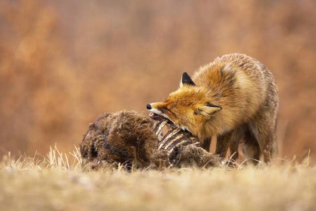 Are Foxes Omnivores or Carnivores?