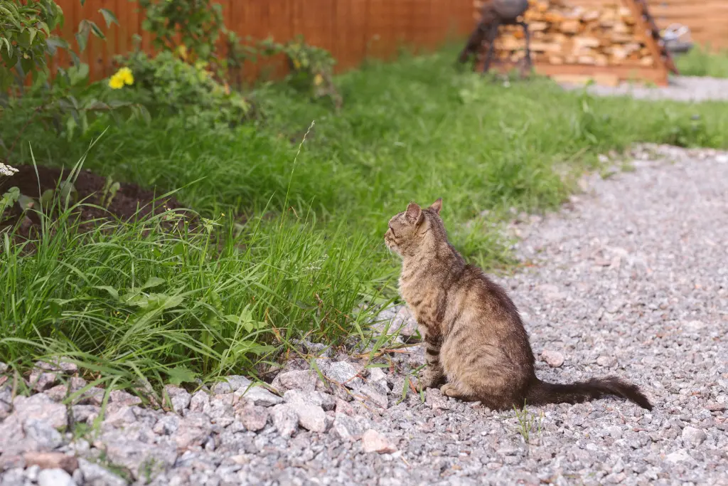 Treat Your Gravel