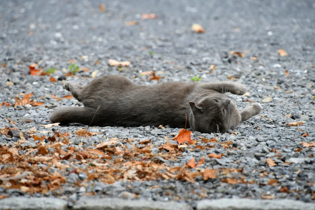 What Size Gravel to Deter Cats?