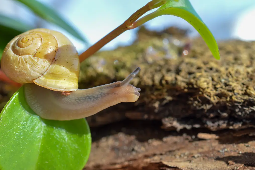 benefits of snails